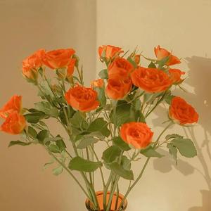 极品粉红色翻盖大阴茎靠小嫩逼
