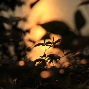 日本变态鸡巴插乳头视频
